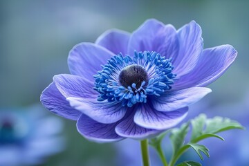 Fototapeta premium Purple flower blue center close up