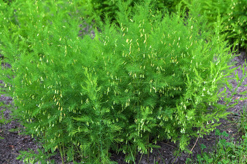 A plant with small green leaves of medicinal asparagus.