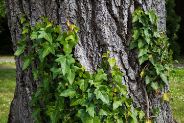 Bright green leaves of Hedera helix. Common ivy from the Araliaceae family in spring. English ivy in tree. Fresh new young evergreen creeper leaves. Seasonal wallpaper for design