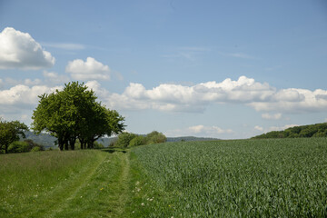 Landscape in the surrounding area Bad-Sooden-Allendorf. Barley field, cherries against the background of mountains. Picturesque clouds on the blue sky. High quality photo