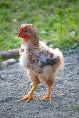 Chicken in the henhouse