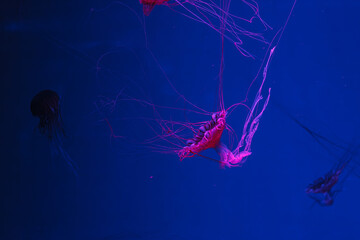underwater photos of jellyfish chrysaora pacifica jellyfish japanese sea nettle