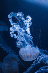 underwater photos of jellyfish chrysaora plocamia south america sea nettle