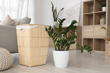 Green plant with basket in living room