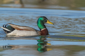 Male mallard duck (Anas platyrhynchos) swimming on a river in spring