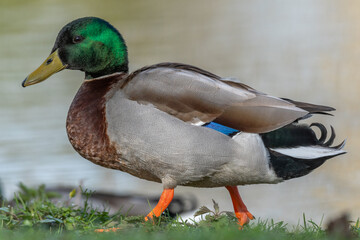 Male mallard duck (Anas platyrhynchos) resting by a river in spring