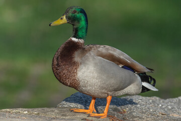 Male mallard duck (Anas platyrhynchos) resting by a river in spring