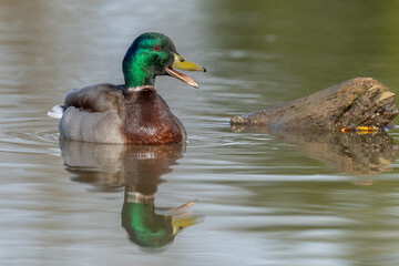 Obraz premium Male mallard duck (Anas platyrhynchos) swimming by opening its beak at the edge of a river in spring