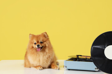 Cute Pomeranian dog with record player and vinyl disk on table against yellow background