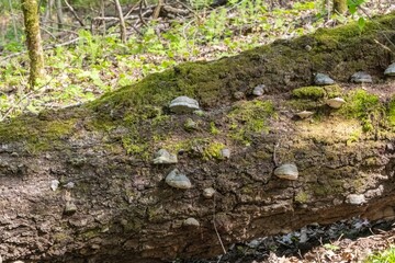 Moss-Covered Fallen Trunk in Serene Forest