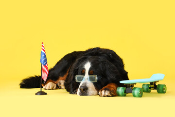 Cute Bernese mountain dog with USA flag and skateboard on yellow background