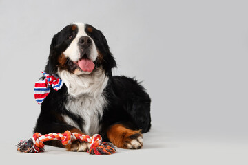 Cute Bernese mountain dog with pet toy lying on grey background