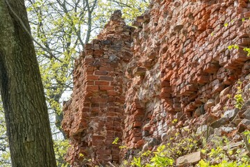 Ancient Wall Amidst Nature Reclaiming Embrace