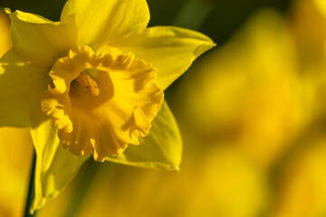 A bunch of yellow flowers with a blurry background. The flowers are in full bloom and are the main focus of the image.