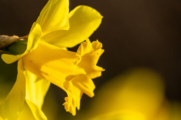 A bunch of yellow flowers with a blurry background. The flowers are in full bloom and are the main focus of the image.