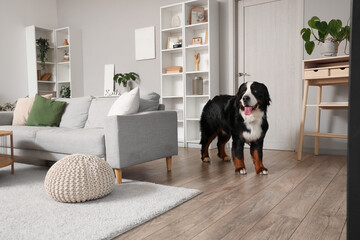 Cute Bernese mountain dog at home