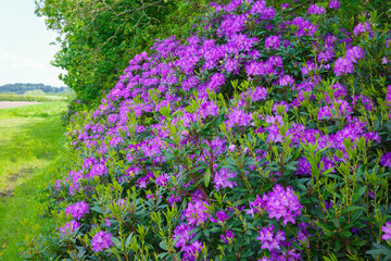Rhododendrons blooming purple flowers in a lush, green countryside setting under a clear blue sky.