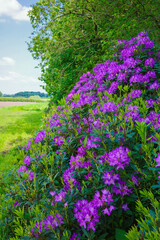 Obraz premium Blooming purple rhododendrons along a lush green meadow under a bright blue sky, creating a picturesque outdoor nature scene.