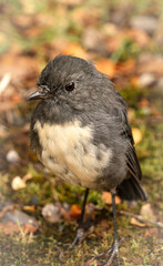 Small grey and white bird on the ground in New Zealand Fiordland National Park