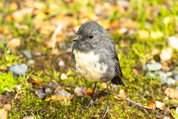 Small grey and white bird on the ground in New Zealand Fiordland National Park