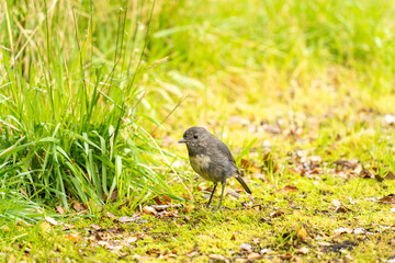Small grey and white bird on the ground in New Zealand Fiordland National Park