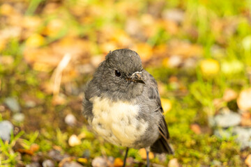 Small grey and white bird on the ground in New Zealand Fiordland National Park