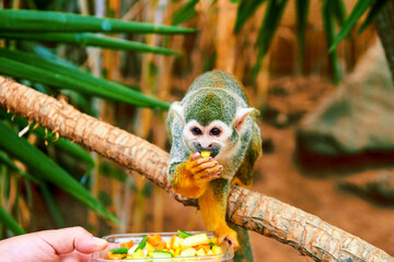  One common squirrel monkey (Saimiri sciureus) on tree branch. Squirrel monkey with mango in mouth. Little saimiri monkey holding container with fruits. Close-up portrait of Saimiri in tropical garden