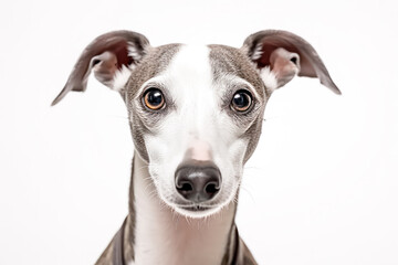 Italian Greyhound in studio setting against white backdrop, showcasing their playful and charming personalities in professional photoshoot.