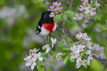 Colorful male rose-breasted grosbeak Pheucticus ludovicianus perched in an apple tree with blossoms