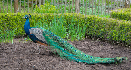 a very beautiful, vibrant, blue peacock standing proud in a garden