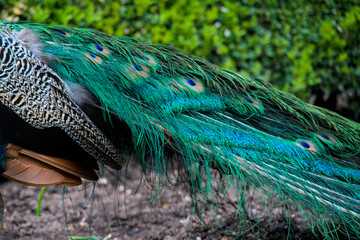 turquoise plumage of a peacock, close up

