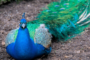 a beautiful peacock with vibrant blue plumage is laying on the ground