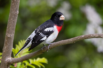 Colorful male rose-breasted grosbeak Pheucticus ludovicianus perched in a tree