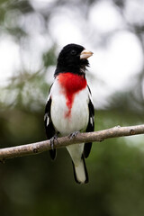 Colorful male rose-breasted grosbeak Pheucticus ludovicianus perched on a branch