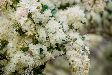 photo of spring flowers in the park