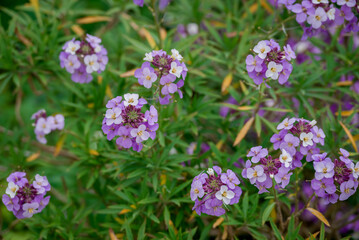 photo of spring flowers in the park
