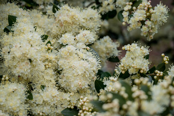 photo of spring flowers in the park