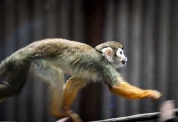 Saimiri (squirrel) monkey walking on a rope