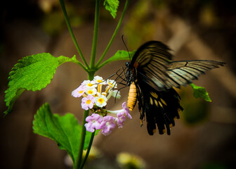 Great Mormon Butterfly eating from a flower