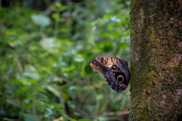 Pale owl-butterfly perched on a tree