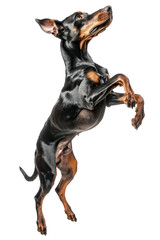 Fototapeta premium Doberman Pinscher dog Jumping and remaining in mid-air, studio lighting, stock photographic style