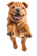 Obraz premium A cheerful, light brown Shar-Pei puppy leaps with paws outstretched, capturing a moment of playful energy.