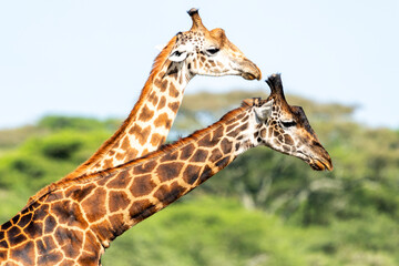 Africa, Tanzania. Two male giraffe prepare to neck in order to show dominance.