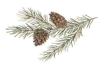 Fototapeta premium Fir branch with pine cones, Christmas watercolor botanical illustration. Illustration of pine branch, needles, branch. Drawings for Christmas and New Year holidays, invitations, cards, wrapping paper