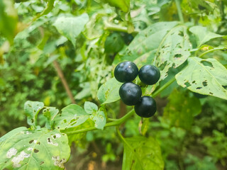 a close up of solanum americanum
