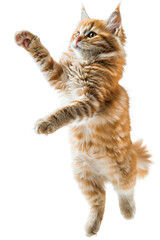A playful ginger kitten leaps through the air with paws extended.  A perfect image for pet, animal, or fun concepts.