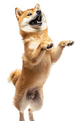 Obraz premium A playful Shiba Inu dog stands on its hind legs, paws raised in the air, with a happy expression on its face.
