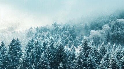Scenic winter view of lush coniferous trees on a mountain covered with snow