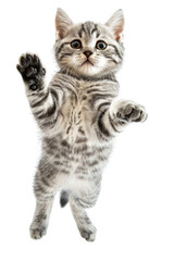 Cute grey tabby kitten with big eyes and paws raised in the air, isolated on black background.