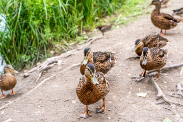 Wild mallard ducks eating corn next to a pond